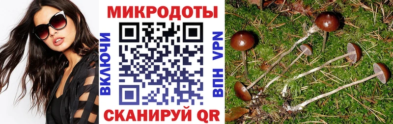 Галлюциногенные грибы Psilocybe  Южноуральск 